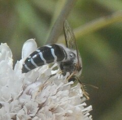 Bembix
