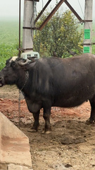 Acridotheres tristis