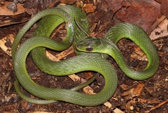 Drymobius chloroticus