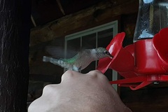 Selasphorus platycercus