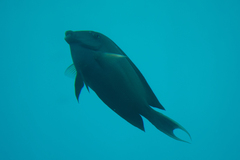 Ctenochaetus striatus