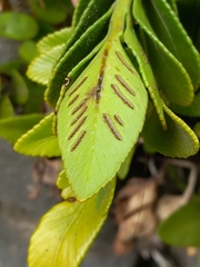 Asplenium obtusatum