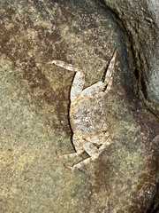 Leptograpsus