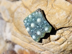 Evechinus chloroticus