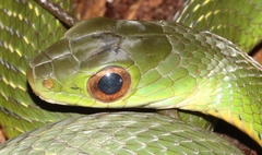 Drymobius chloroticus