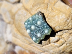 Evechinus chloroticus