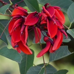 Erythrina crista-galli
