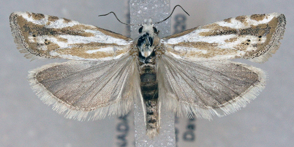 Morrison's Borer Moth