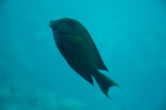 Ctenochaetus striatus