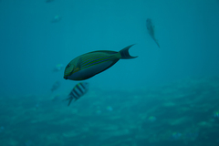 Acanthurus lineatus