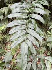 Coniogramme intermedia