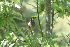 Anthornis melanura