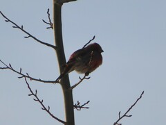 Haemorhous mexicanus