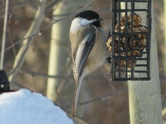 Poecile atricapillus