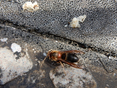 Vespa basalis