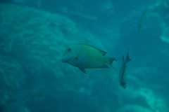 Ctenochaetus striatus