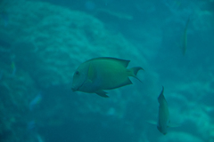 Ctenochaetus striatus