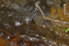 Eusynthemis nigra