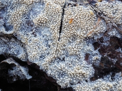 Hyphodontia arguta
