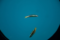 Labroides dimidiatus