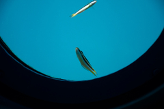 Labroides dimidiatus