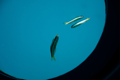 Labroides dimidiatus