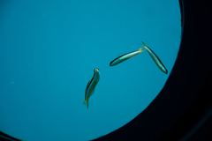 Labroides dimidiatus