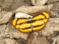 Pantoporia paraka