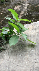 Ficus hispida