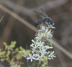 Isodontia