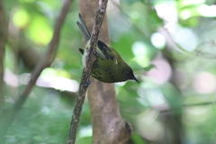 Anthornis melanura