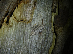 Aponotoreas