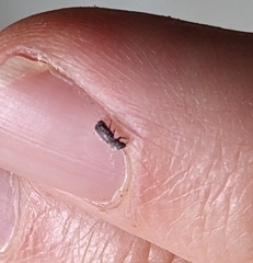 Bostrichidae