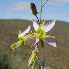 Heliophila cornuta squamata