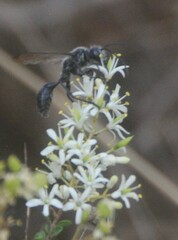 Isodontia
