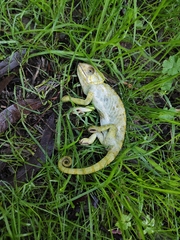 Chamaeleo chamaeleon