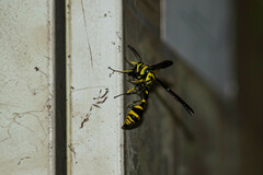 Phimenes flavopictus