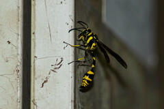 Phimenes flavopictus