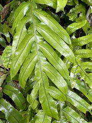 Blechnum colensoi