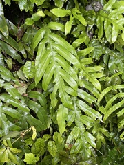 Blechnum colensoi