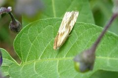 Eucosma cana