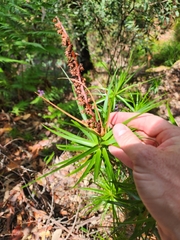Dracophyllum secundum