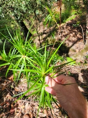 Dracophyllum secundum