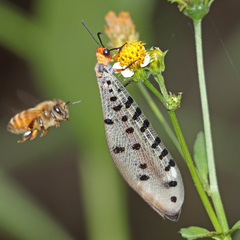 Myrmeleon erythrocephalus