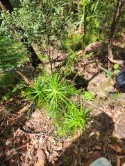 Dracophyllum secundum