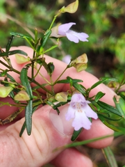 Prostanthera linearis