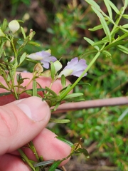 Prostanthera linearis