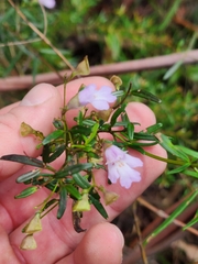 Prostanthera linearis
