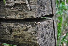 Concinnia tenuis
