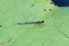 Austrocnemis splendida